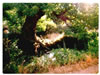 Castaño y Alberca 2000
